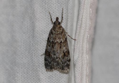 Réf. 326 235 : Scoparia sp.